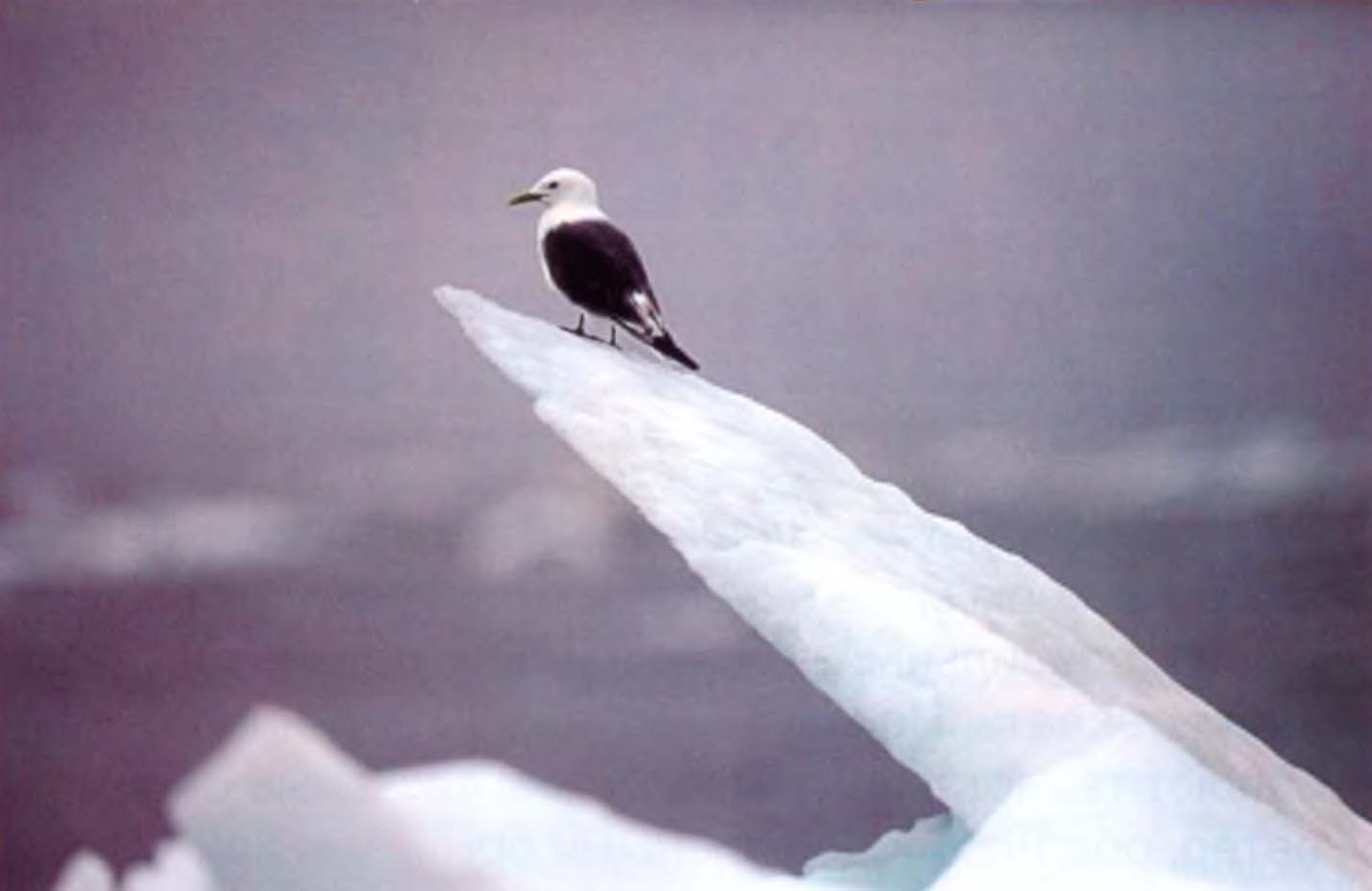 Арктический лед стремительно тает, вынуждая птиц покидать привычные места обитания.
