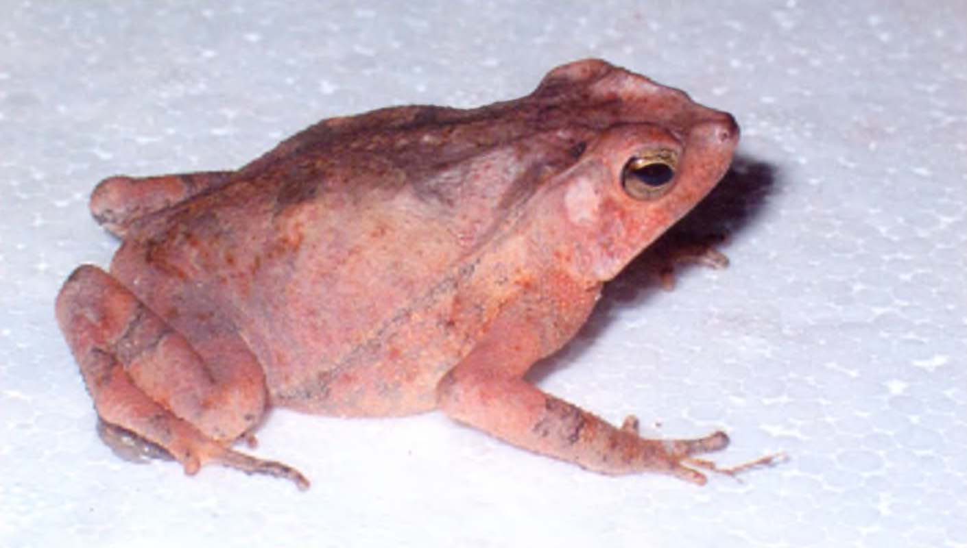 Официально этот вид называется «обыкновенная американская жаба».