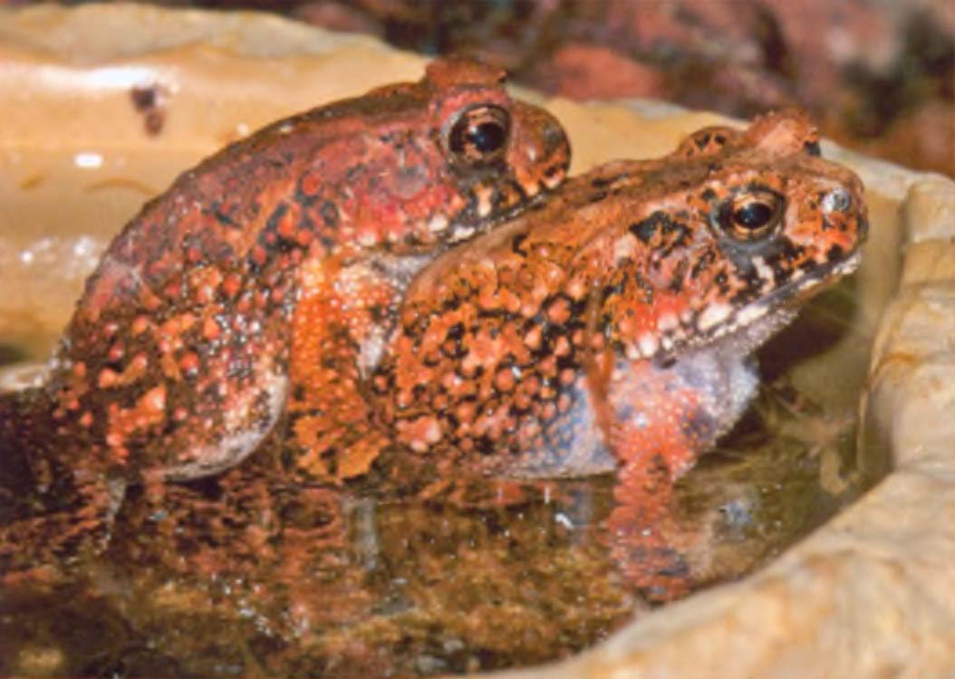 Вьетнамские жабы голиафы; у матерых самок на голове образуются наросты, поэтому другое название жаб — «шлемоголовые».