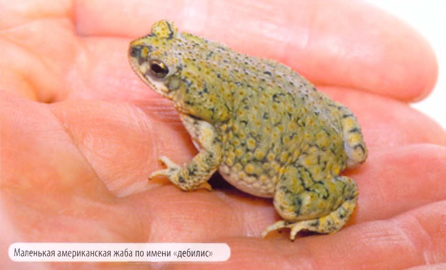 Маленькая американская жаба по имени «дебилис».