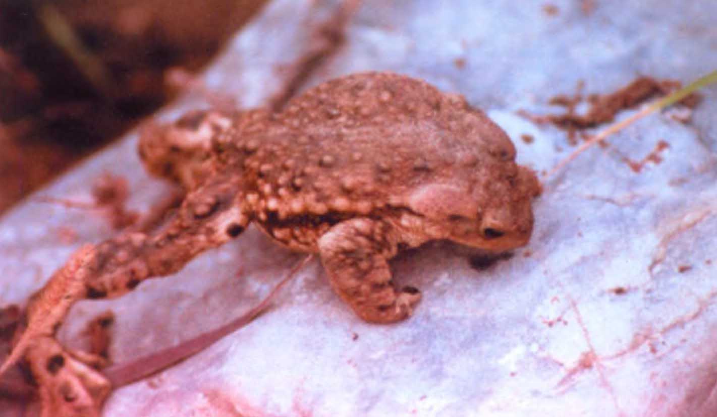 Жаба (Bufo gargarizans minshanicus) в оборонительном позе.