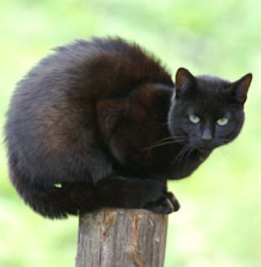 Чёрный кот Мур.
