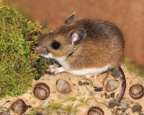 Peromyscus maniculatus - олений хомячок. Вес - до 25 г.