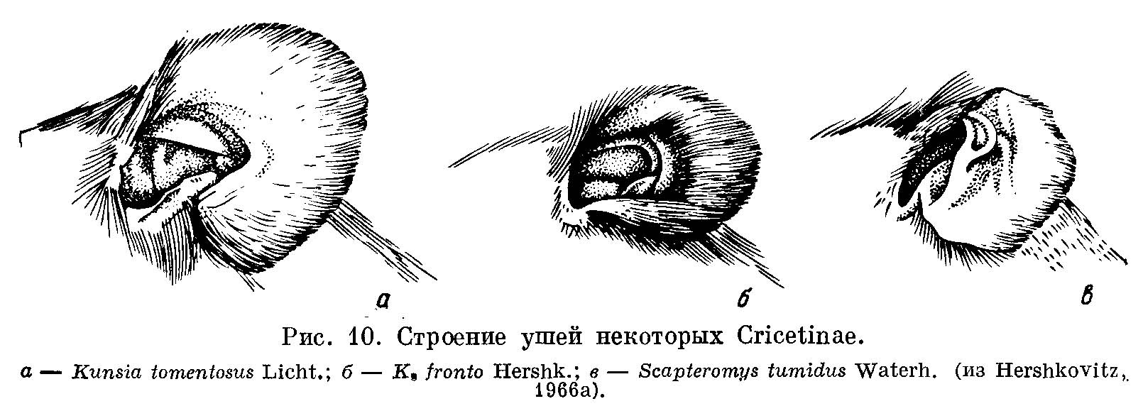 Рис. 1. Строение ушей некоторых Cricetinae. а — Kunsia tomentosus Licht.; б — К. fronto Hershk.; в — Scapteromys tumidus Waterh. (из Hershkovitz, 1966a).