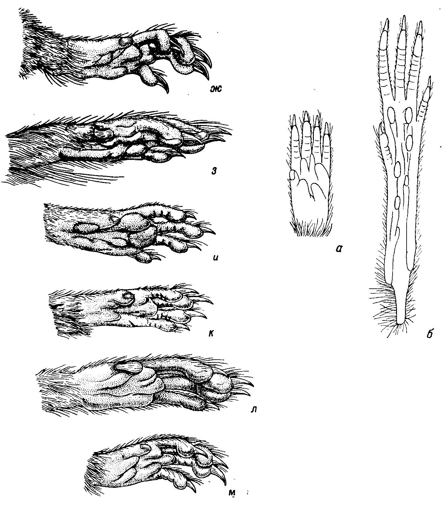 Рис. 11. Строение конечностей тушканчиковидного мадагаскарского Macrotarsomys bastardi Milne-Edw. et Grandid. (Nesomyinae). Длина ступни в 3 раза больше длины ладони. Обратить внимание на начало редукции I и V пальцев на ступне. а — ладонь снизу, б — ступня снизу (по спиртовому экз. из кол. Парижского музея естественной истории, № G. G. 1912—134).