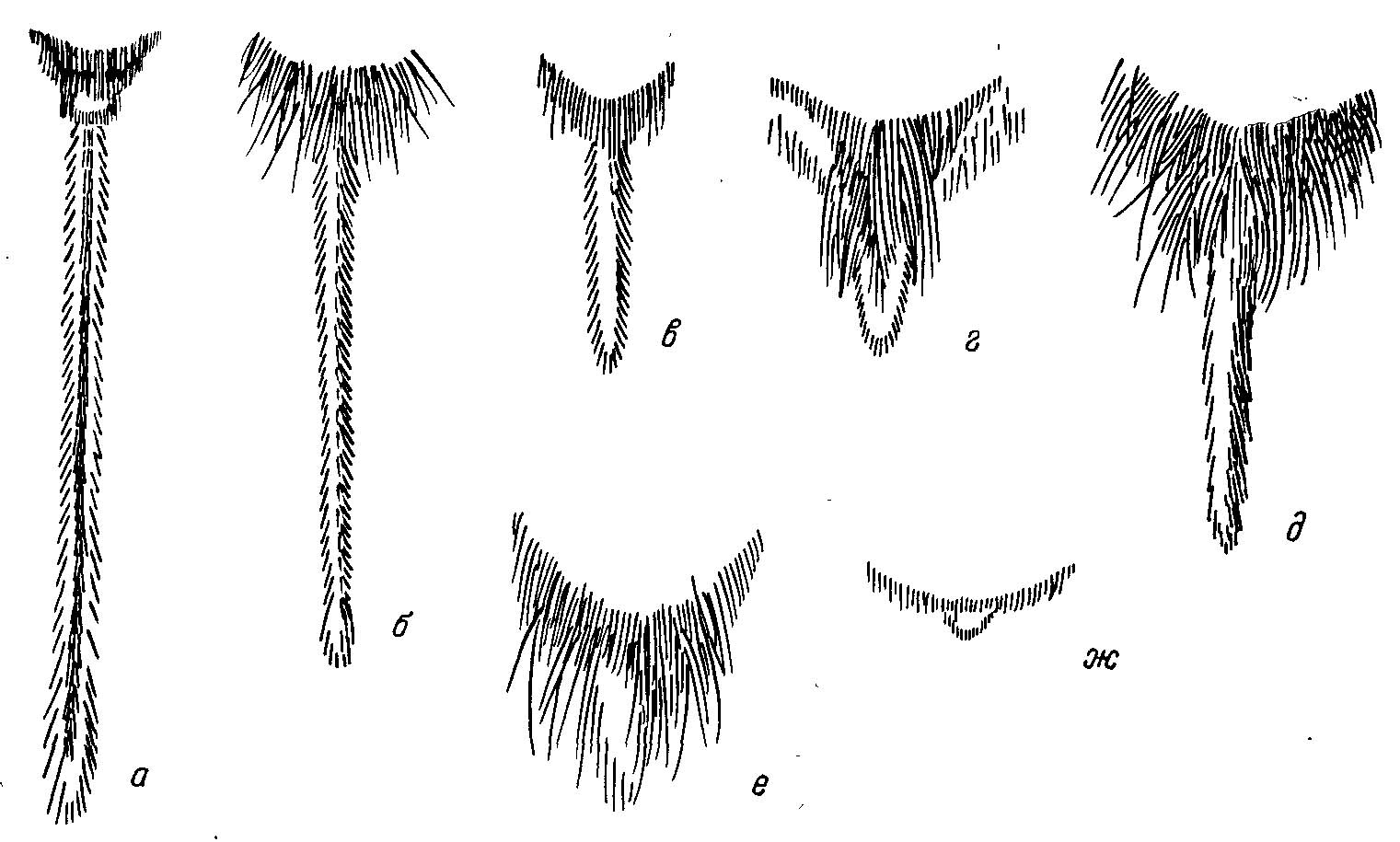 Рис. 12. Строение хвоста у палеарктических Cricetinae (из Громова, 1963).J a — Calomyscus sp.; б — Tschershia triton de Winton; в— Cricetulus migratoris Pall.; г — Allocricetulus eversmanni Brandt: d — Cricetus cricetus L.; e — Mesocricetus raddei Nehr.; ж — Phodopus sungorus Pall.