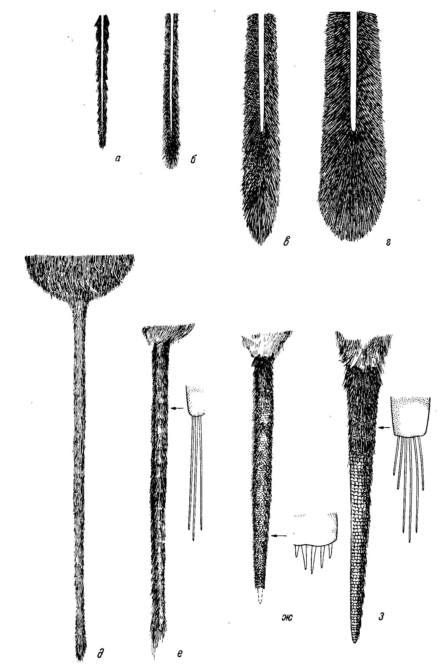 Рис. 13. Строение хвоста у некоторых неотропических Cricetinae. а-в — сравнение длины волос на концевой части хвоста (из Hershkovitz, 1960): а — наземный крысовидный хомяк Oryzomys laticeps Lund, б — древесный крысовидный хомяк О. iOecomys) bicolor Tomes, в — южноамериканский древесный хомяк Rhipidomys sp., г — центральноамериканский соневидный хомяк Nyctomys sp.; д — рыбоядный хомяк Ichthyomys soderstromi de Vinton (ориг., по экз. из кол Парижского музея естественной истории, № 1932—2950, Южная Америка, Rio Blanco, Cacao Gocha); 3 — хомяки, переходящие к роющему образу жизни (из Hershkovitz, 1966): е — Scapteromys tumidug Waterh., ж — Kunsia fronto chacoensis Gyldenstolpe, з — К. tomentosus Licht.