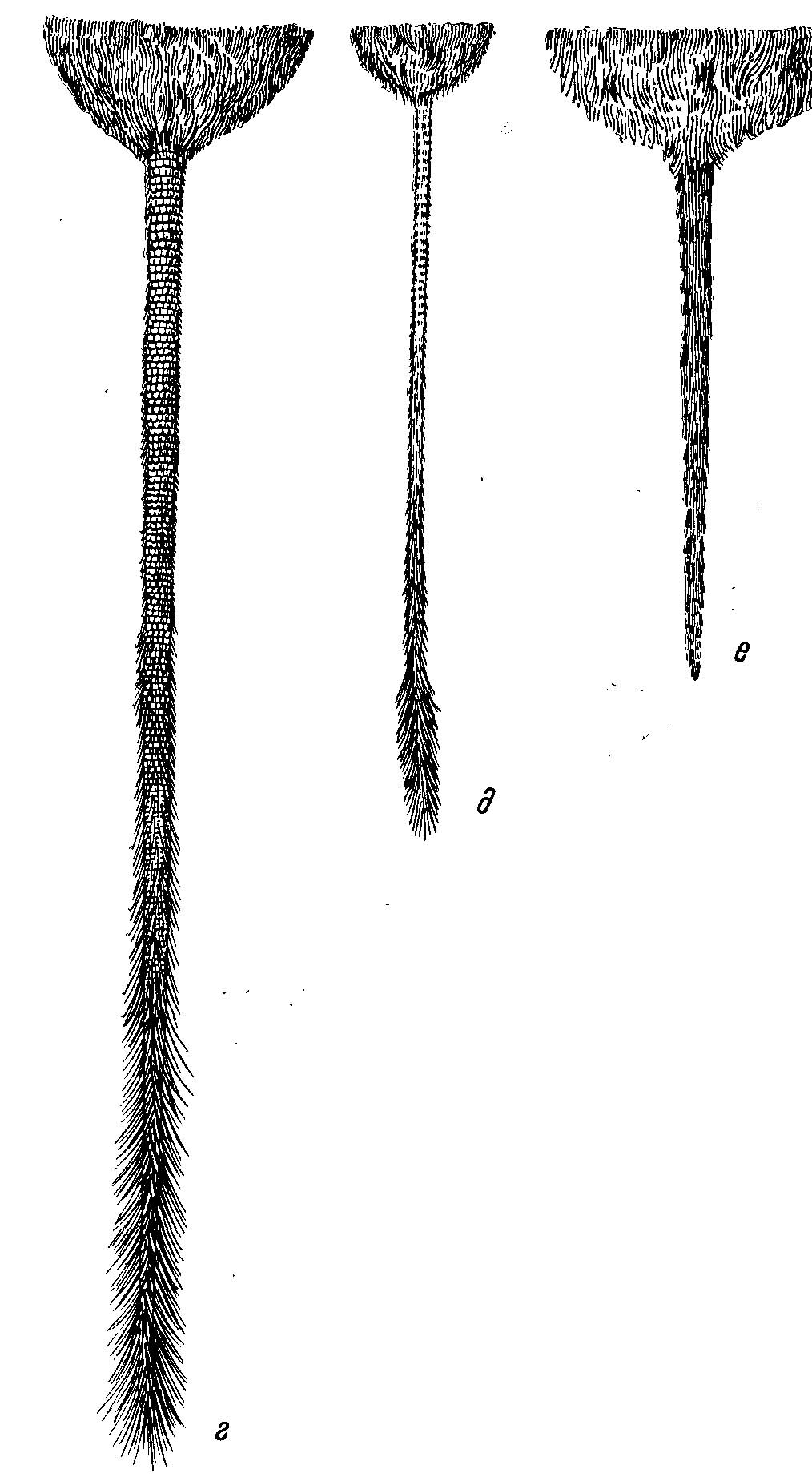 Рис. 14 (продолжение). г — Eliurus tanala F. Major (по экз. из кол. Парижского музея естественной истории № S G. G. 1932— 3517); д — Macrotarsomys bastardi Milne-Edw. et Grandid. (по экз. из кол. Парижского музея естественной истории № G. G. 1912—134); е — Brachyuromys betsileoensis Bartl. (по экз. из кол. Парижского музея естественной истории, № G. G. 1932—3521).
