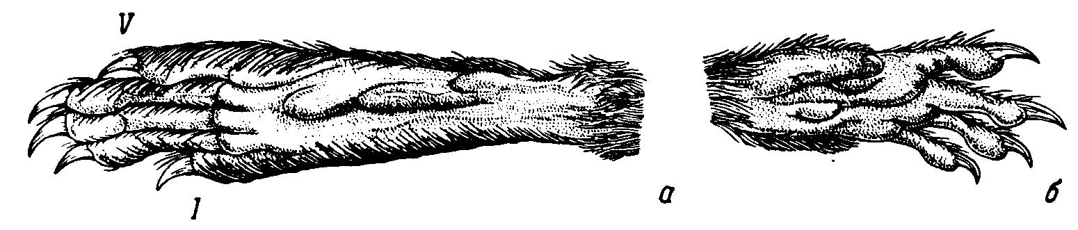 Рис. 5. Строение конечностей плавающего рыбоядного хомяка Ichthyomys soderstromi de Winton. Обратить внимание на щетку волос, окаймляющих латеральную сторону ладони и обе стороны ступни (конвергенция с Neomys). а — задняя левая лапа; б — передняя левая лапа. По экз. (тушка) из кол. Парижского музея естественной истории, N5 1932—2950, Южн. Америка, Rio Blanco, Cacao Gocha.