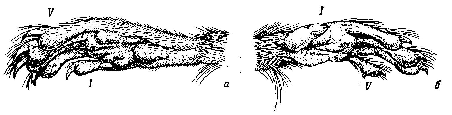Рис. 6. Строение конечностей древесного южноамериканского хомяка Rhipidomys mastacalis Lund. а — задняя левая; б — передняя левая лапа. По экз. (тушка) из кол. ЗМ МГУ, 5-61073, Бразилия.