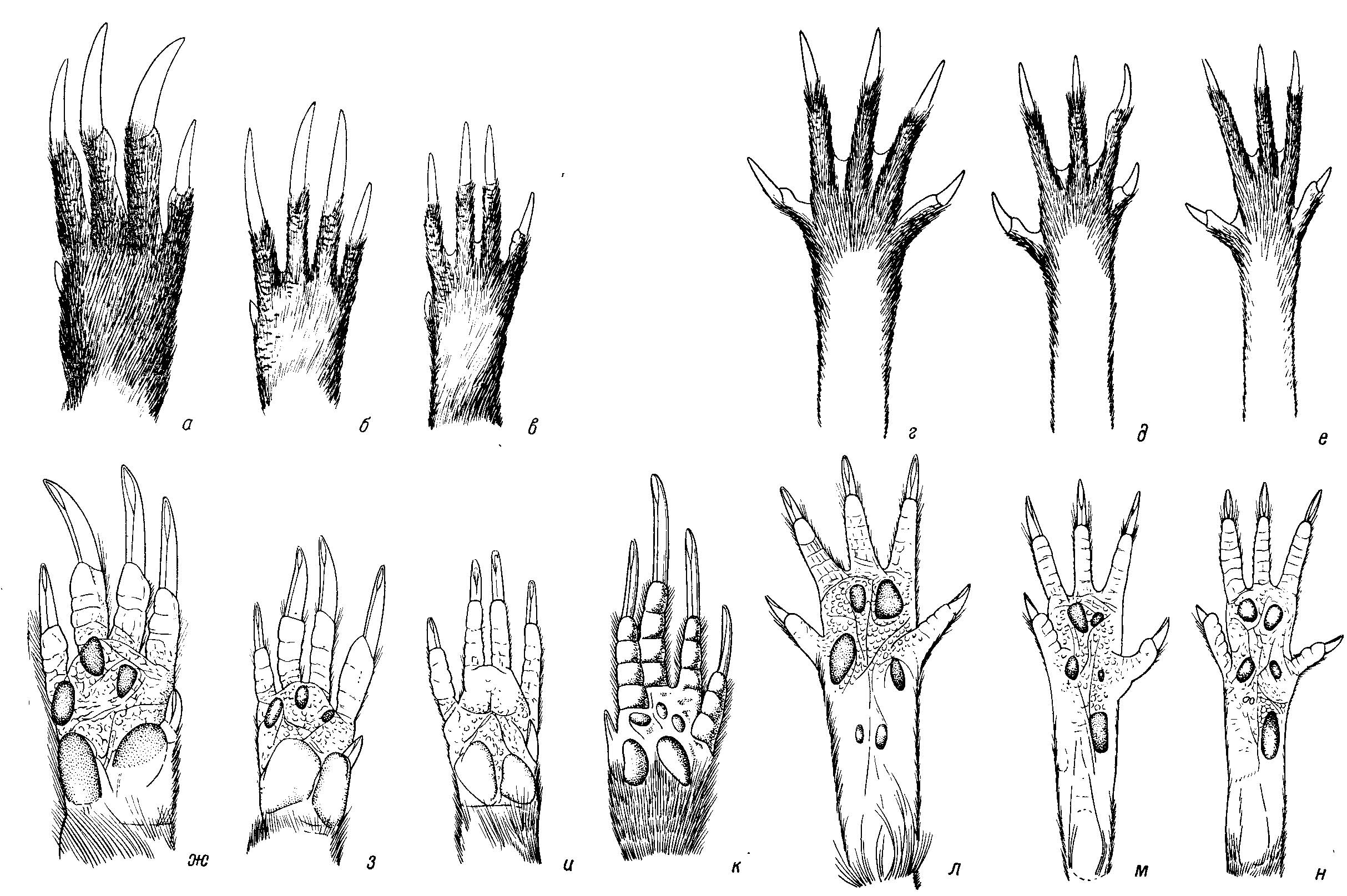 Рис. 8. Строение конечностей неотропических хомяков (Cricetinae), приспособленных к роющему образу жизни (из Hershkovitz, 1966а). Рытье с помощью лап — сравнить с Prometheomys Satunin (Microtinae) (из Виноградова и Громова, 1952). а, г, ж, л — Kunsia tomentosus Licht.; б, д, з, ж — К. fronto Hershkovitz; в, е, и, н — Scapteromys tumidus Waterh.; к — Prometheomys schaposchnikovi Satunin. a—в, ж—к — передние лапы, г—е, л—н — задние лапы, а—е — вид сверху, ж—н — вид снизу.