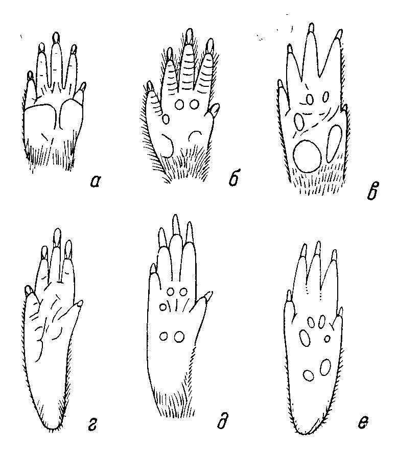 Рис. 9. Параллелизм в строении конечностей у некоторых Muroidea, роющих с помощью резцов (из Tullberg, 1899). а, г — Spalax microphthalmus Giild. (Spalacidae), Европа; б, д — Rhizomys sp. (Rhizomyldae), Ю.-В. Азия; в, е — Tachyoryctes splendens Riippel (Tachyoryctinae), Африка, a—в — правые ладони снизу; г—е — правые ступни снизу.