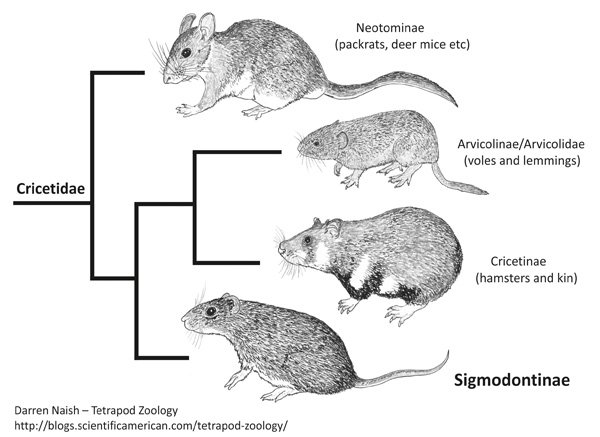 Систематика видов Cricetidae (хомякообразных)