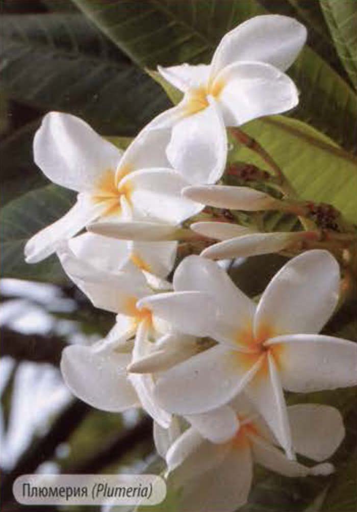 Плюмерия (Plumeria).