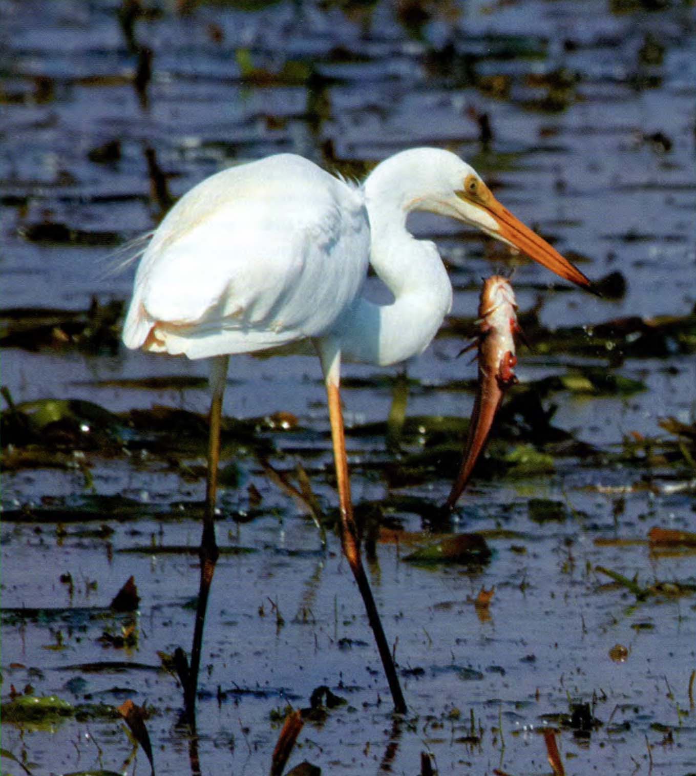 Egretta Alba.