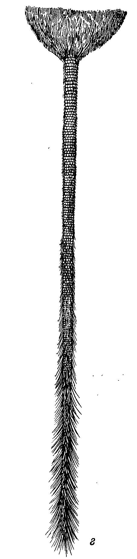 Рис. 1. Хвост соневидного мадагаскарского хомяка Eliurus.