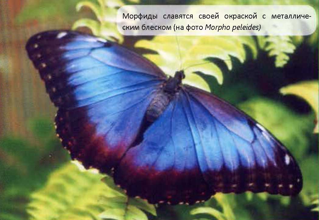 Бабочка Morpho peleides.