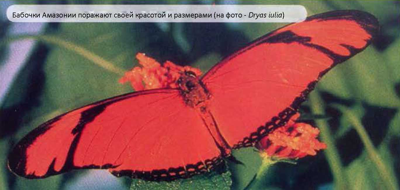 Dryas iulia.