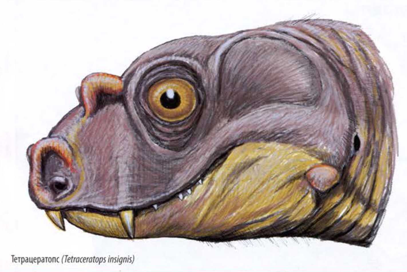 Тетрацератопс (Tetraceratops insignis).