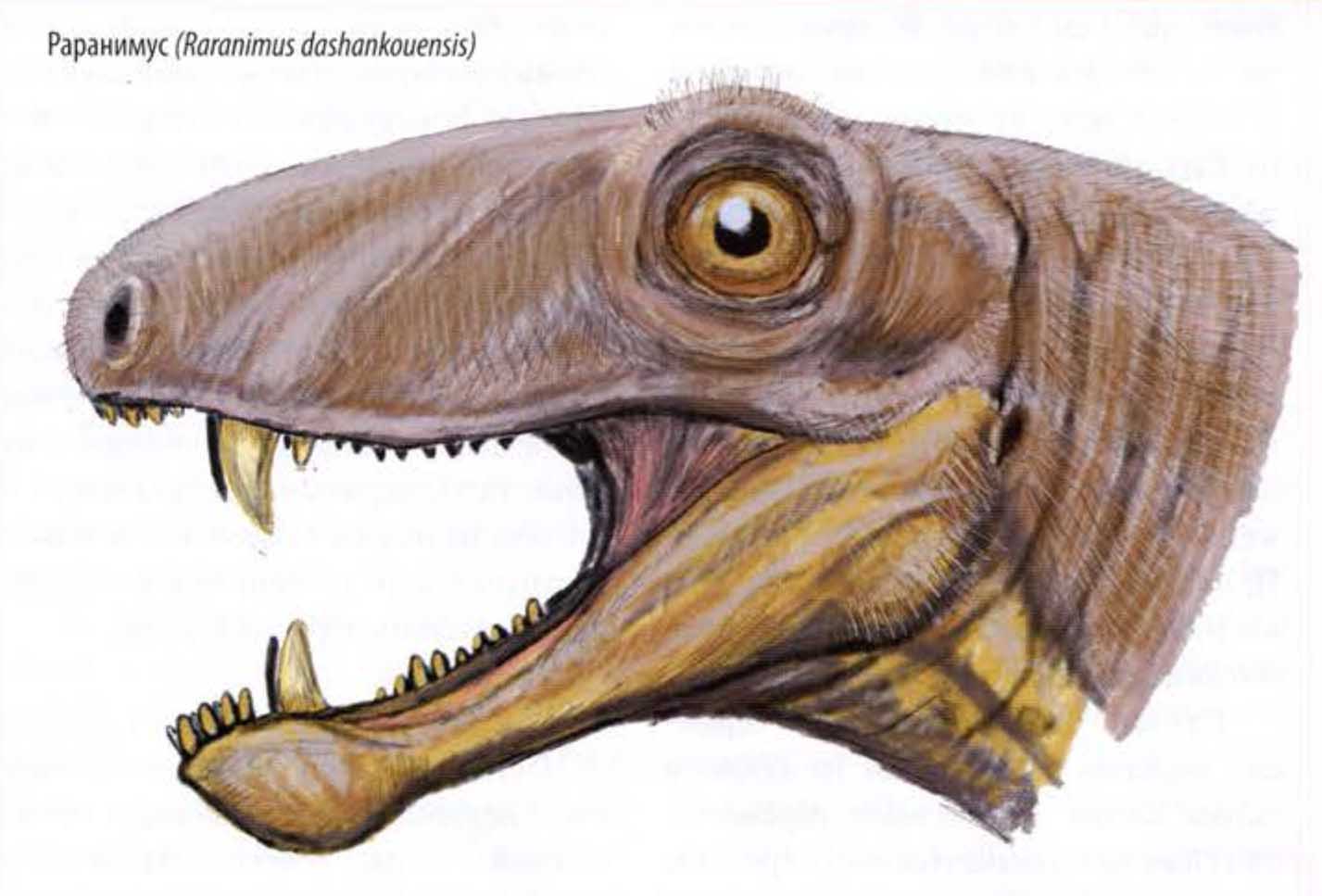 Раранимус (Raranimus dashankouensis).