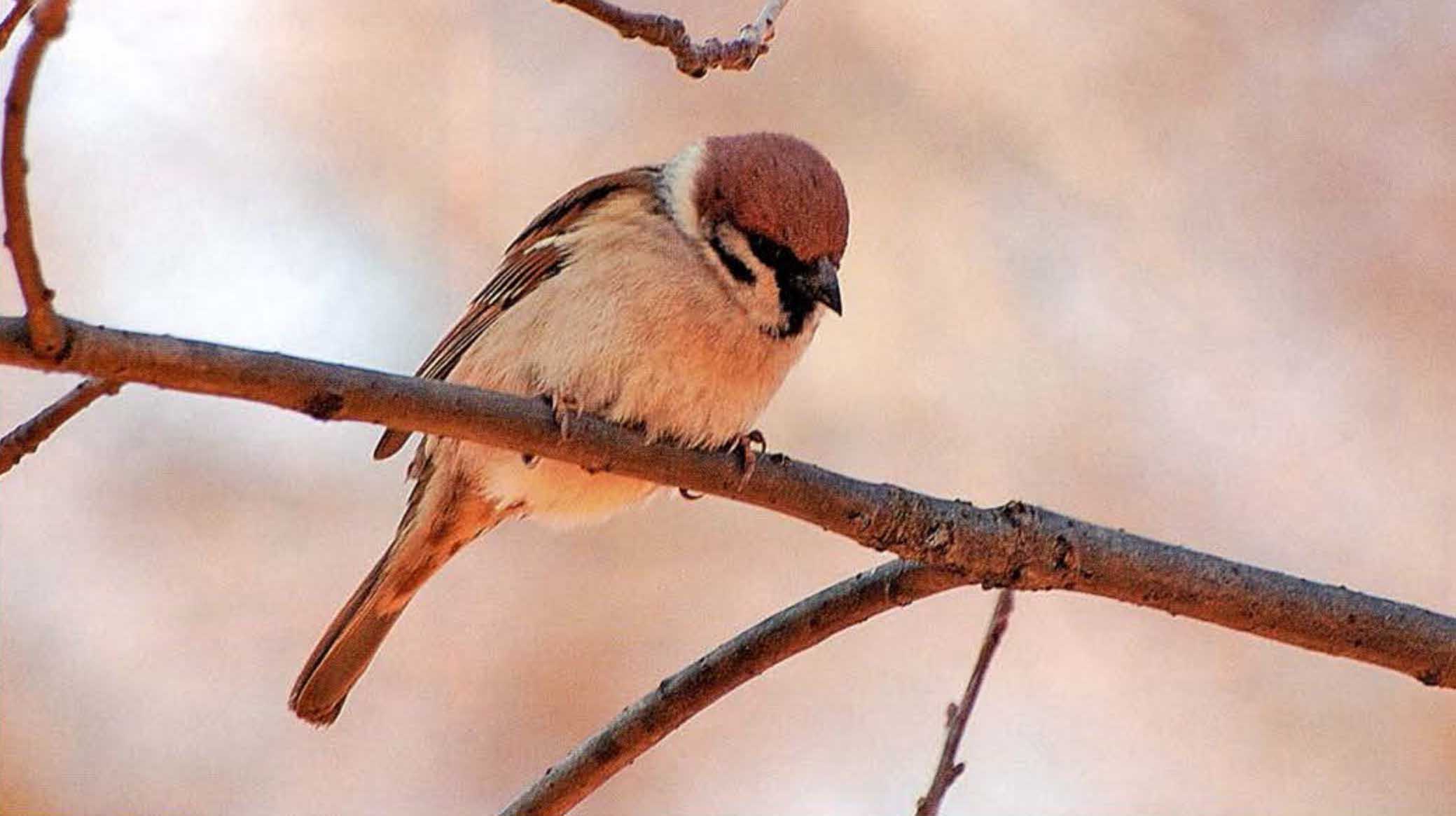 Ткачиковые птицы.