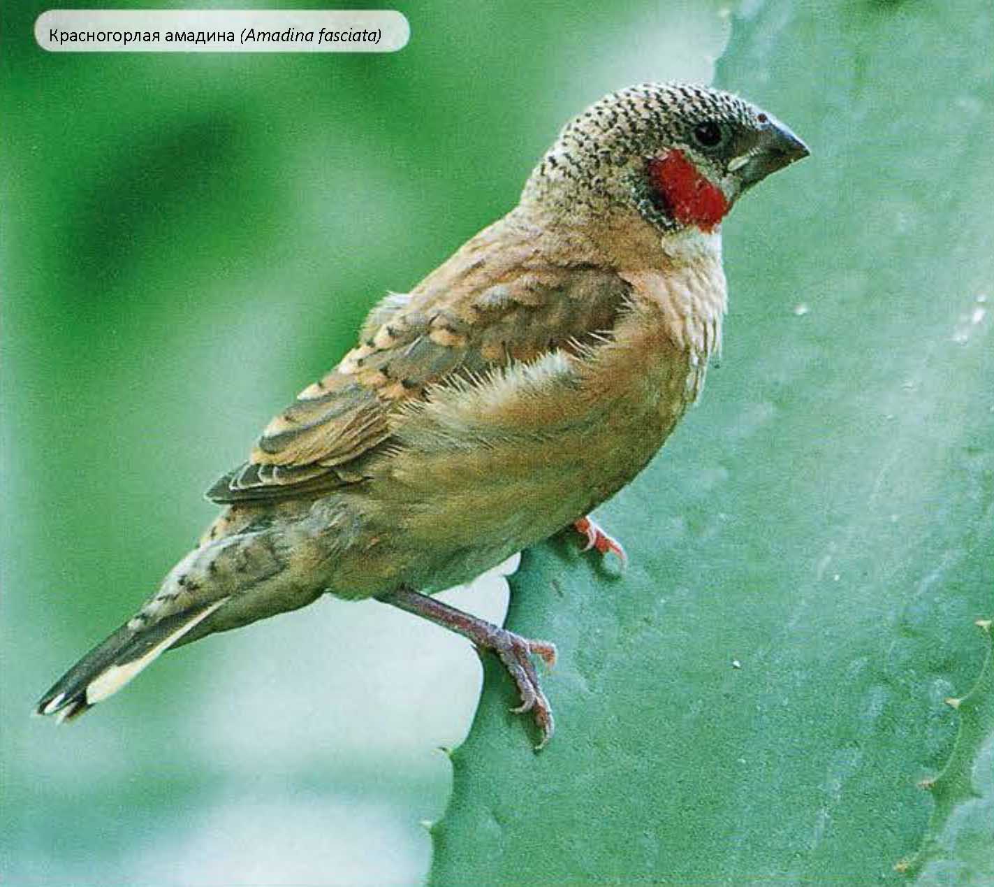 Amadina fasciata – красногорлая амадина.