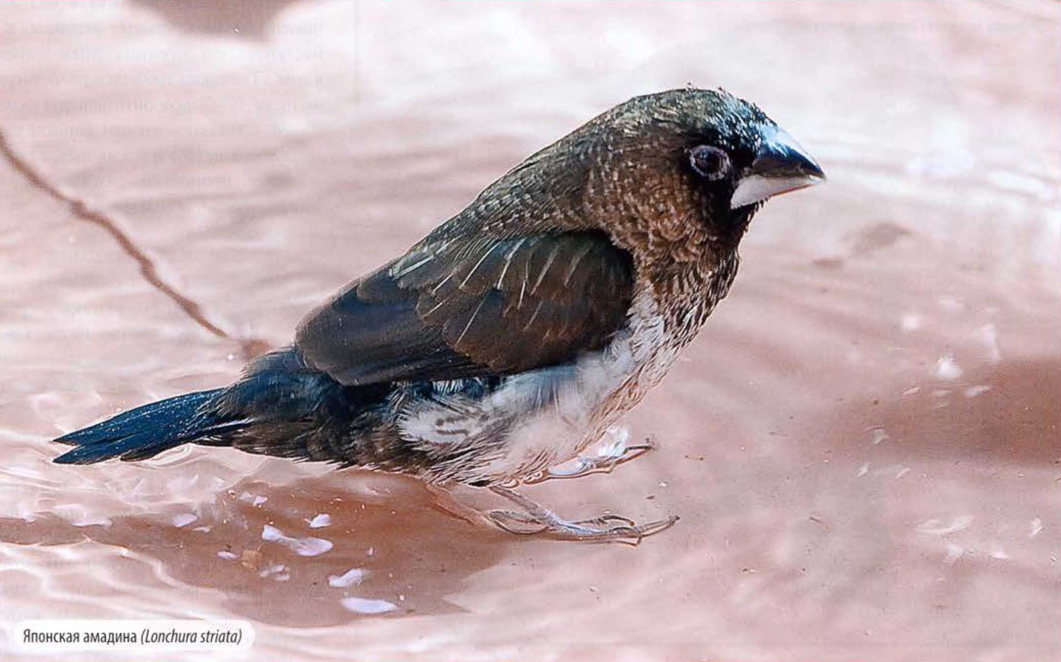 Японская амадина (Lonchura striata).