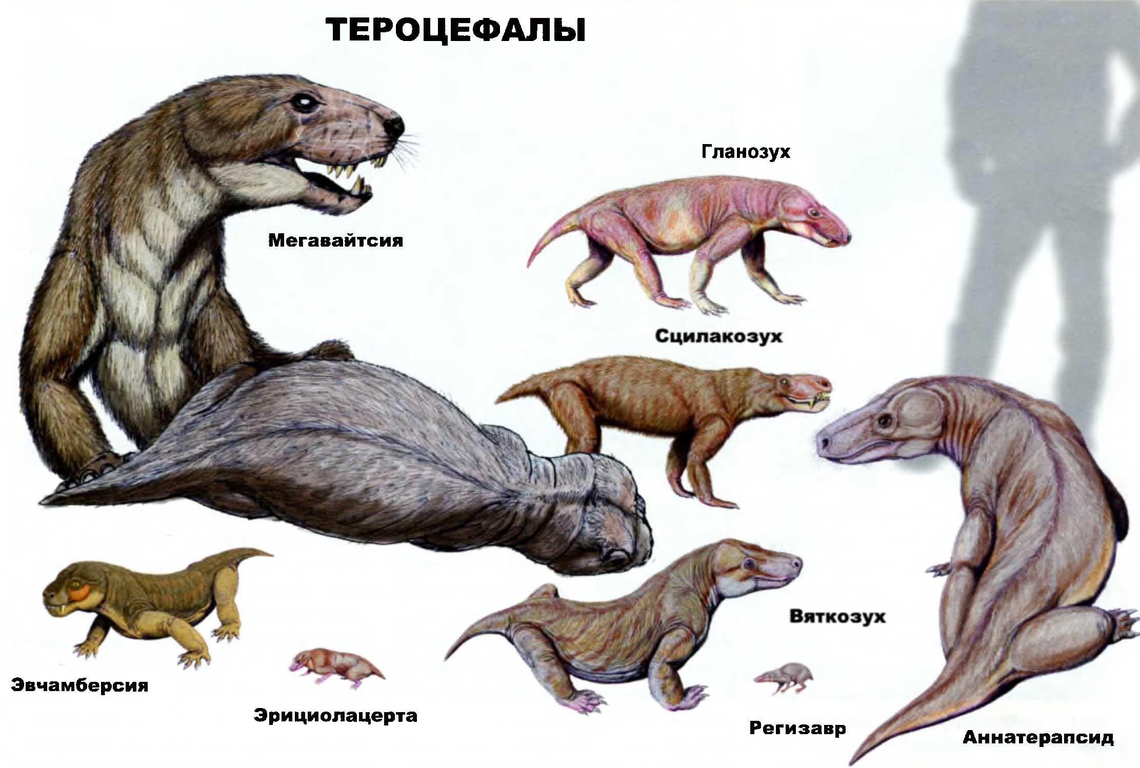 Тероцефалы: мегавайтсия, эвчамберсия, арициолацерта, регизавр, вяткозух, аннатерапсид, сцилакозух, гланозух.