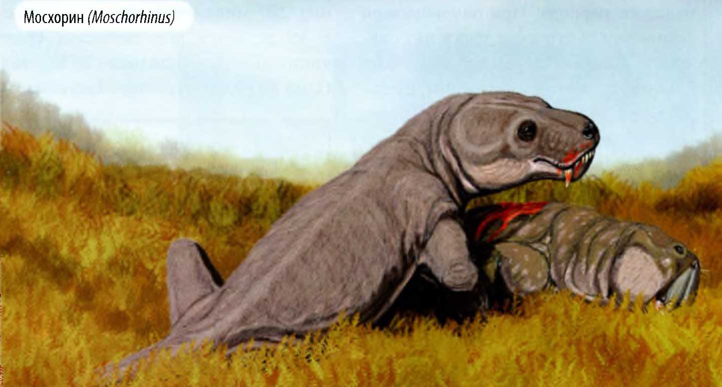 Мосхорин (Moschorhinus).