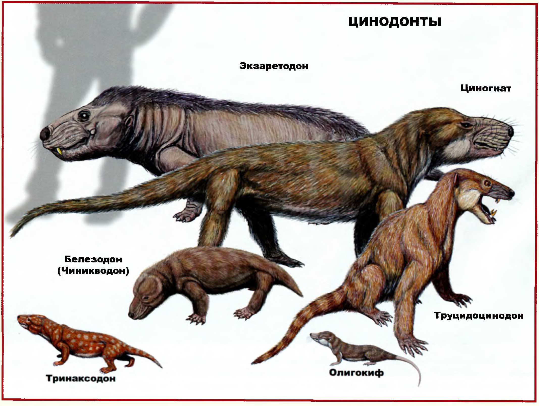 Цинодонты: циногнат, экзаретодон, белезодон, тринаксодон, олигокиф, труцидоцинодон.