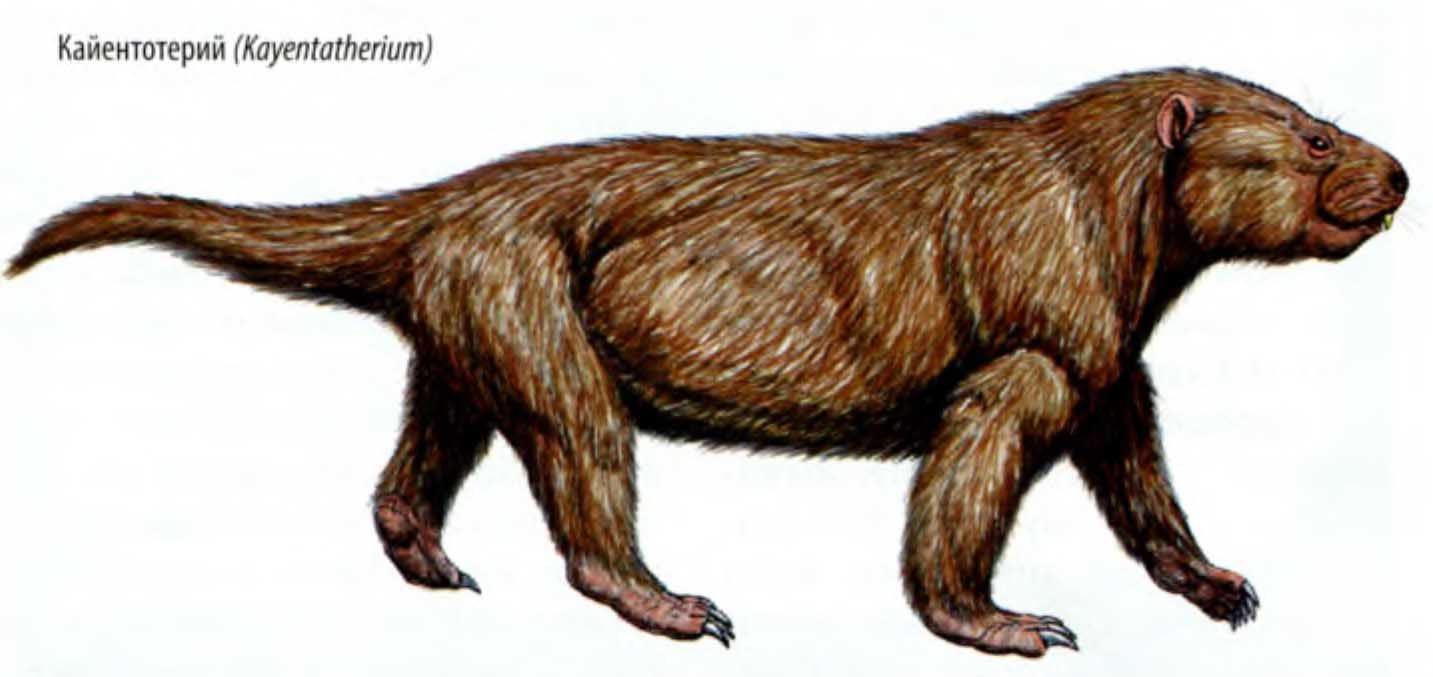 Кайентотерий (Kayentatherium).
