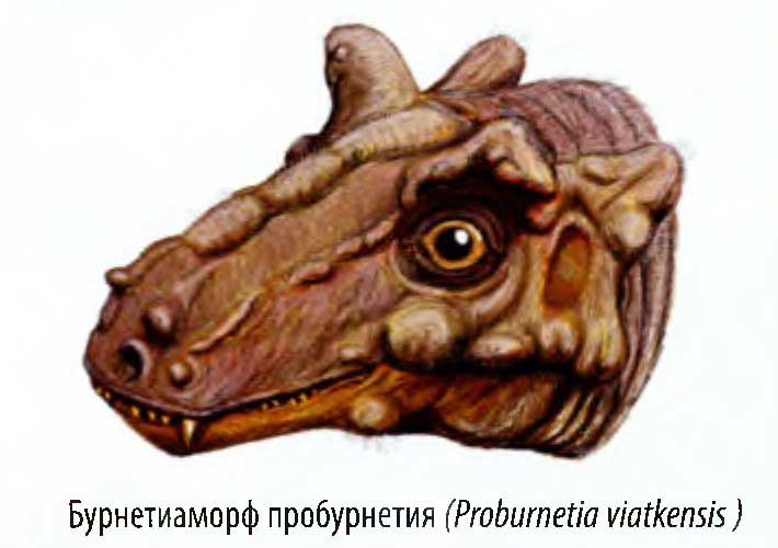 Бурнетиаморф пробурнетия (Probumetia viatkensis).