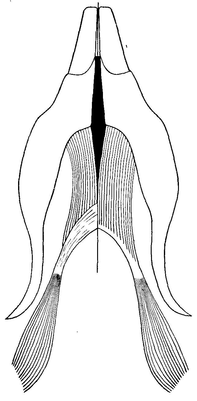 Жевательная мускулатура хомякообразных Cricetidae.