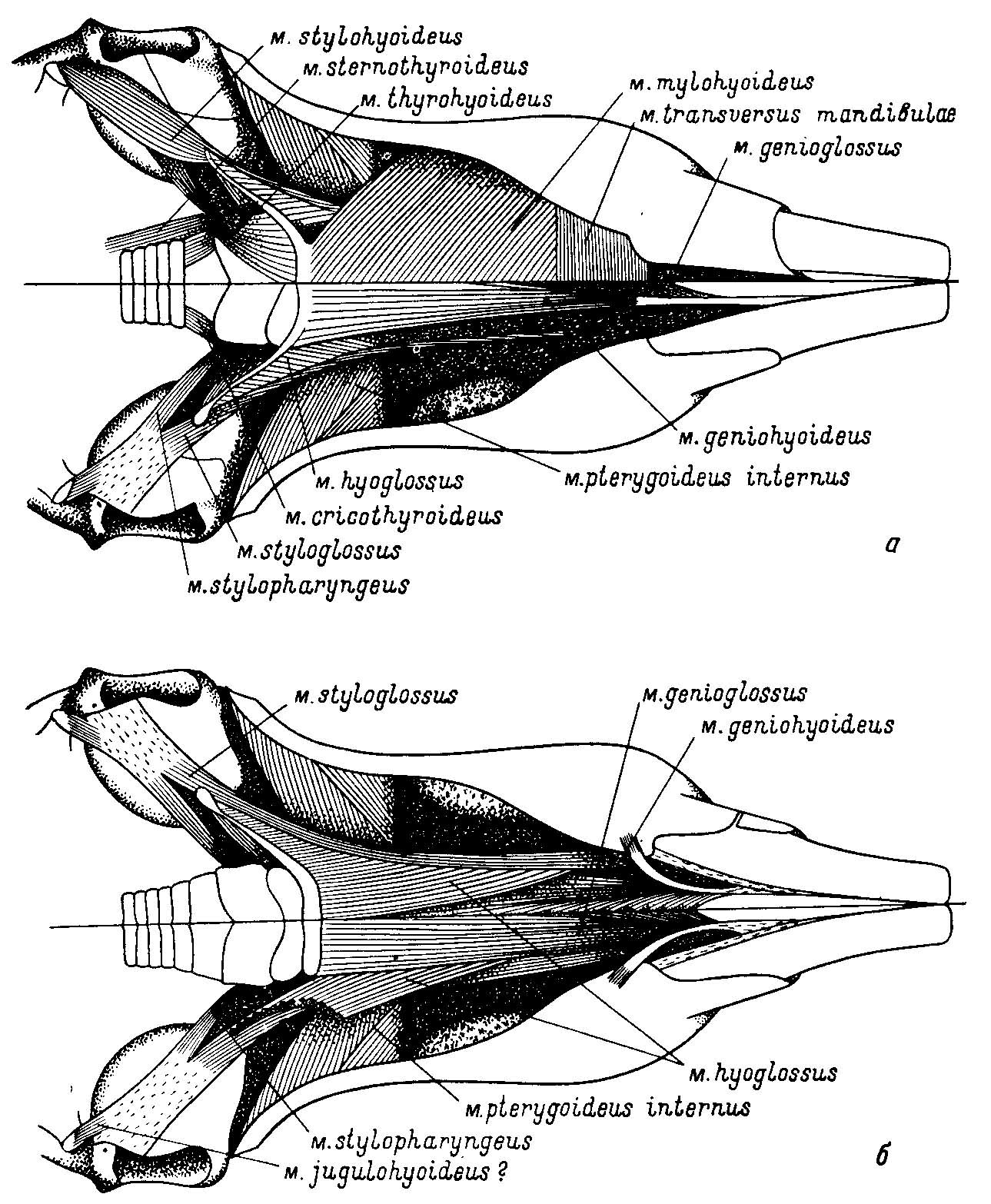 Жевательная мускулатура хомякообразных Cricetidae.