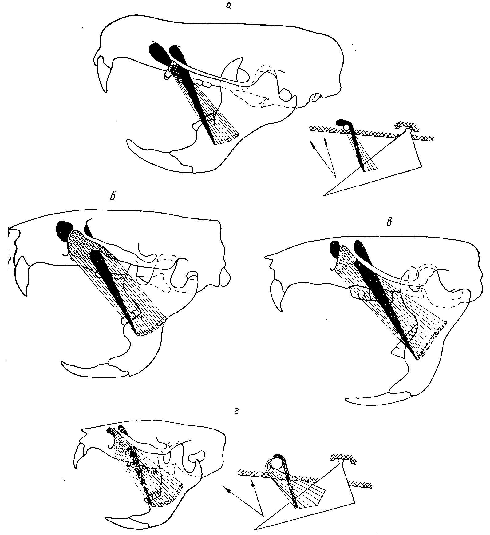 Рис. 5. Преобразование функций мышц, приводящих нижнюю челюсть в ряду Cricetidae (из Воронцова, 1963ж). а — Ichthyomys soderstromi de Winton; б — Cricetus cricetus L.; в — Neotoma cinerea Ord; г — Microtus agrestis L. Черным показан ход m. mass. medialis pars anterior; штриховкой — ход m. mass, lateralis profundus pars anterior; пунктиром — места крепления этой мышцы на черепе. Справа схемы действия мышц у крайних членов ряда. Видно уменьшение относительных размеров, перенесение начала m. mass. medialis pars anterior вверх и назад и перенесение места крепления m. mass, lateralis profundus pars anterior на черепе вперед и вверх, и на челюсти — назад и перпендикулярно вверх.