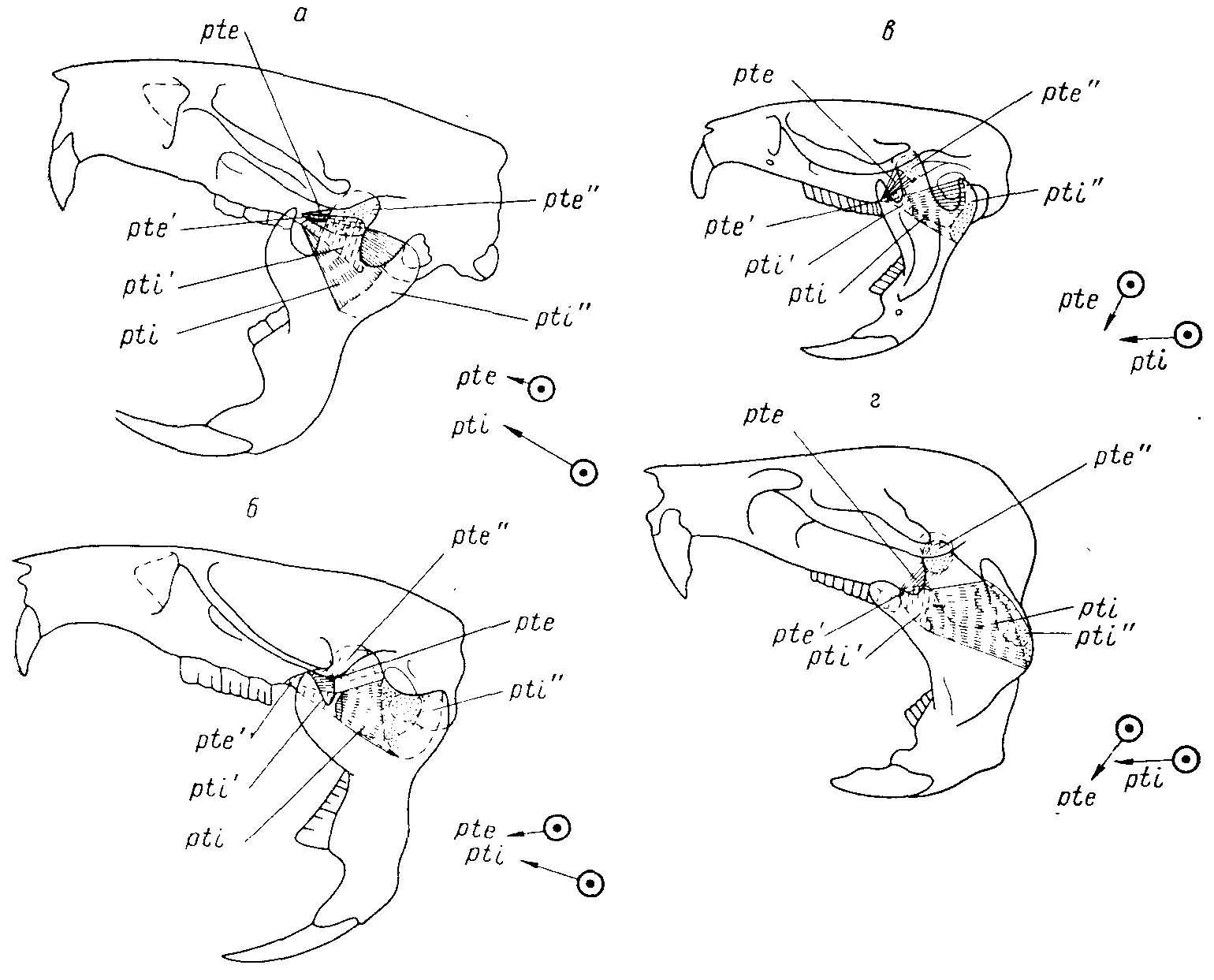 Рис. 6. Изменение мест прикрепления и функций крыловидных мышц в ряду Cricetidae (из Воронцова, 1963ж). а — Cricetus cricetus L.; б — Neotoma cinerea Ord; в — Microtus agrestis L.; г — Myospalax fontanier Milne-Edw. Пунктир — места прикрепления мышц на нижней челюсти; вертикальная прерывистая штриховка — места крепления мышц на черепе; стрелки — направление действия крыловидных мышц; pte, pte' и pte'' наружная крыловидная мышца, ее крепление на черепе и челюсти; pti, pti' и pti'' — внутренняя крыловидная мышца и площадки ее крепления на черепе и челюсти. Наружная крыловидная мышца, первично участвующая в поперечном смещении челюсти (а), затем выполняет функцию отведения задней части нижней челюсти вниз (в, г). Внутренняя крыловидная мышца, первично участвующая в приведении нижней челюсти и незначительной подаче ее вперед для грызения в переднем положении (а), затем принимает участие в подаче челюсти вперед (в, г).