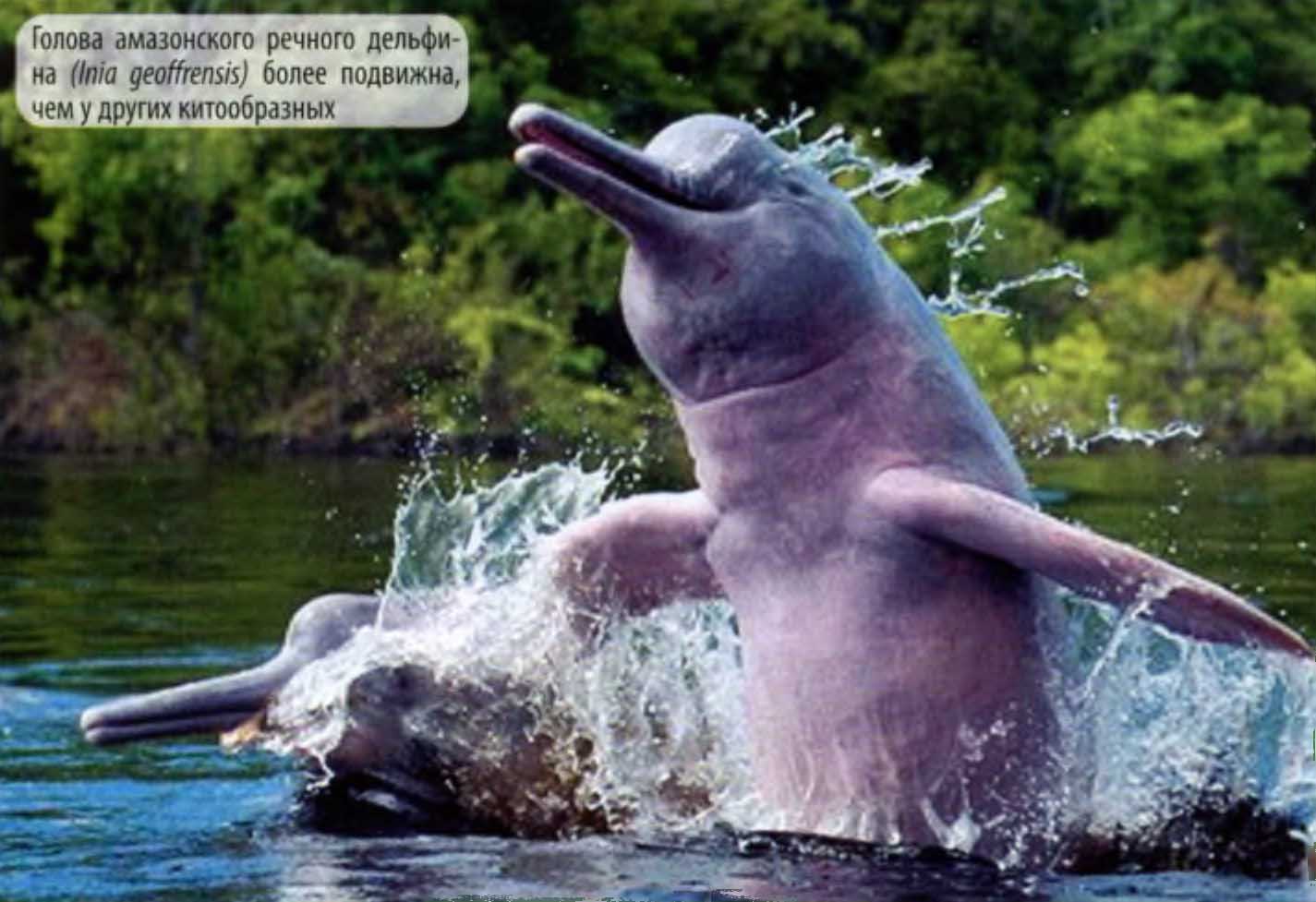 Голова амазонского речного дельфина (Inia geoffrensts) более подвижна, чем у других китообразных.