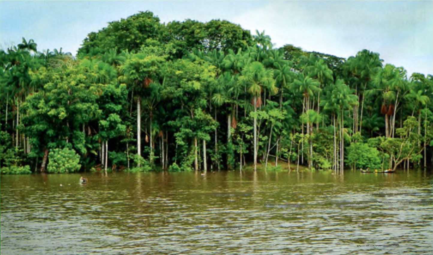 Водные обитатели Амазонки.