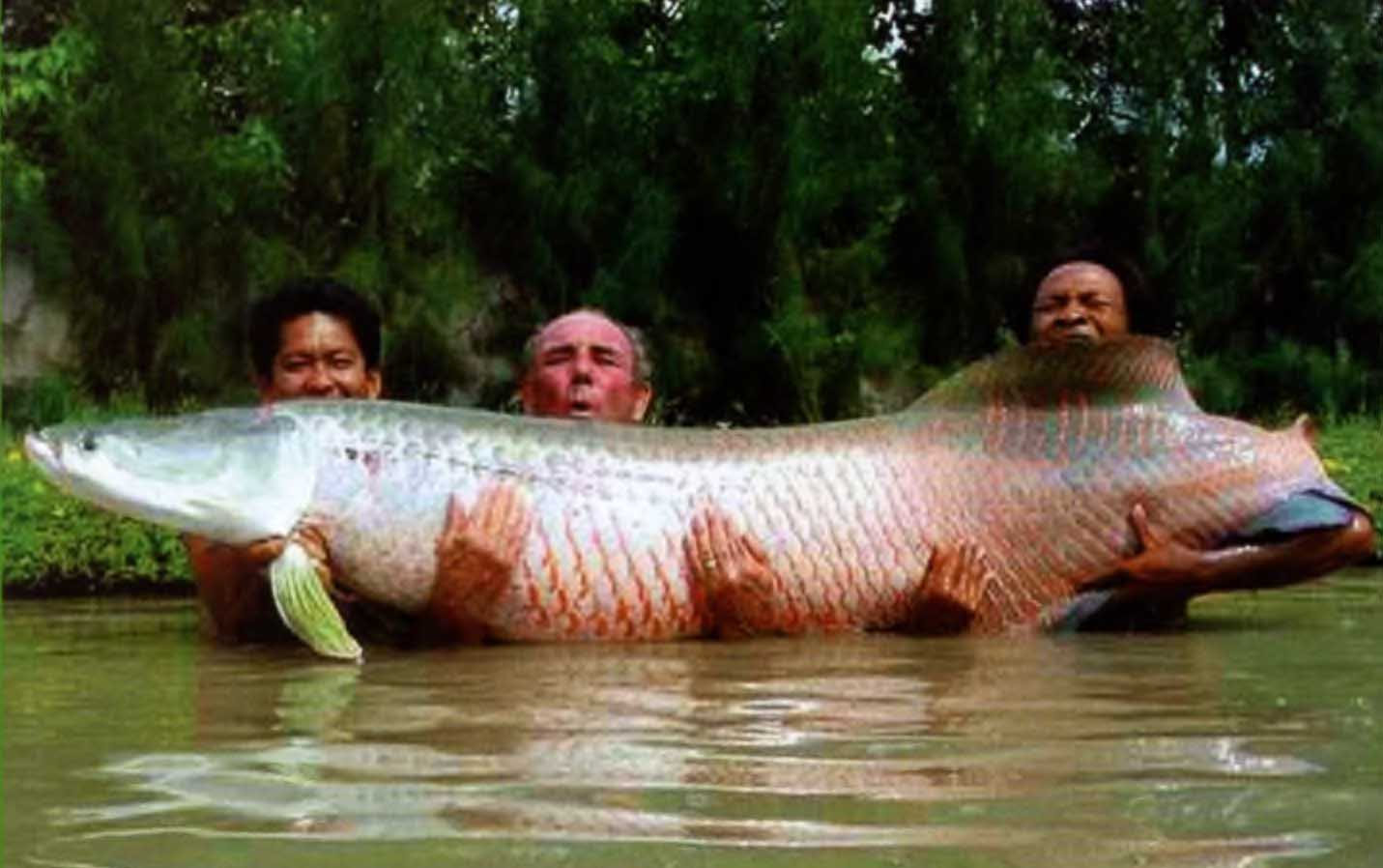 Арапайма (Arapaima gigas) — одна из крупнейших пресноводных рыб мировой фауны.