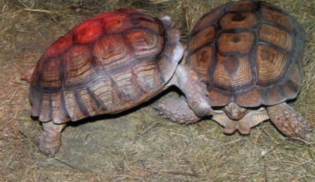 Гигантских шпороносных черепах можно почесать, покормить листом салата или яблочком. Но в момент моего посещения самцы были заняты выяснением отношений.
