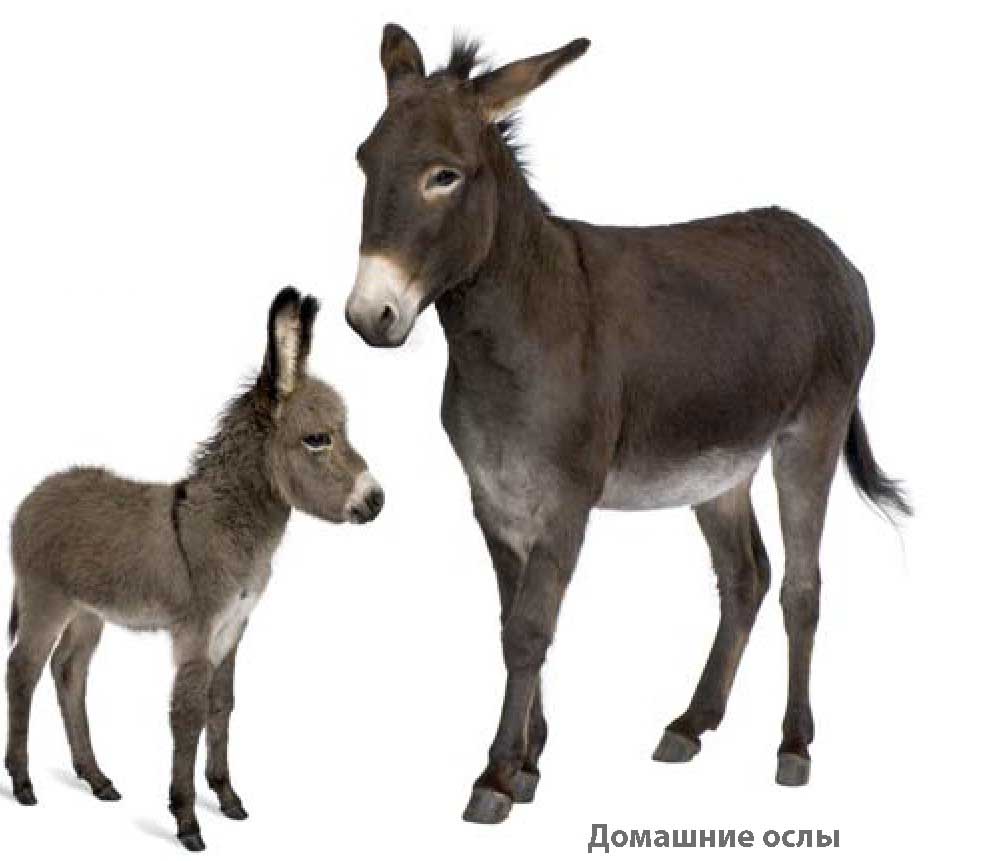 Родственники лошадей: ослы, зебры, полуослы и лошадь Пржевальского.