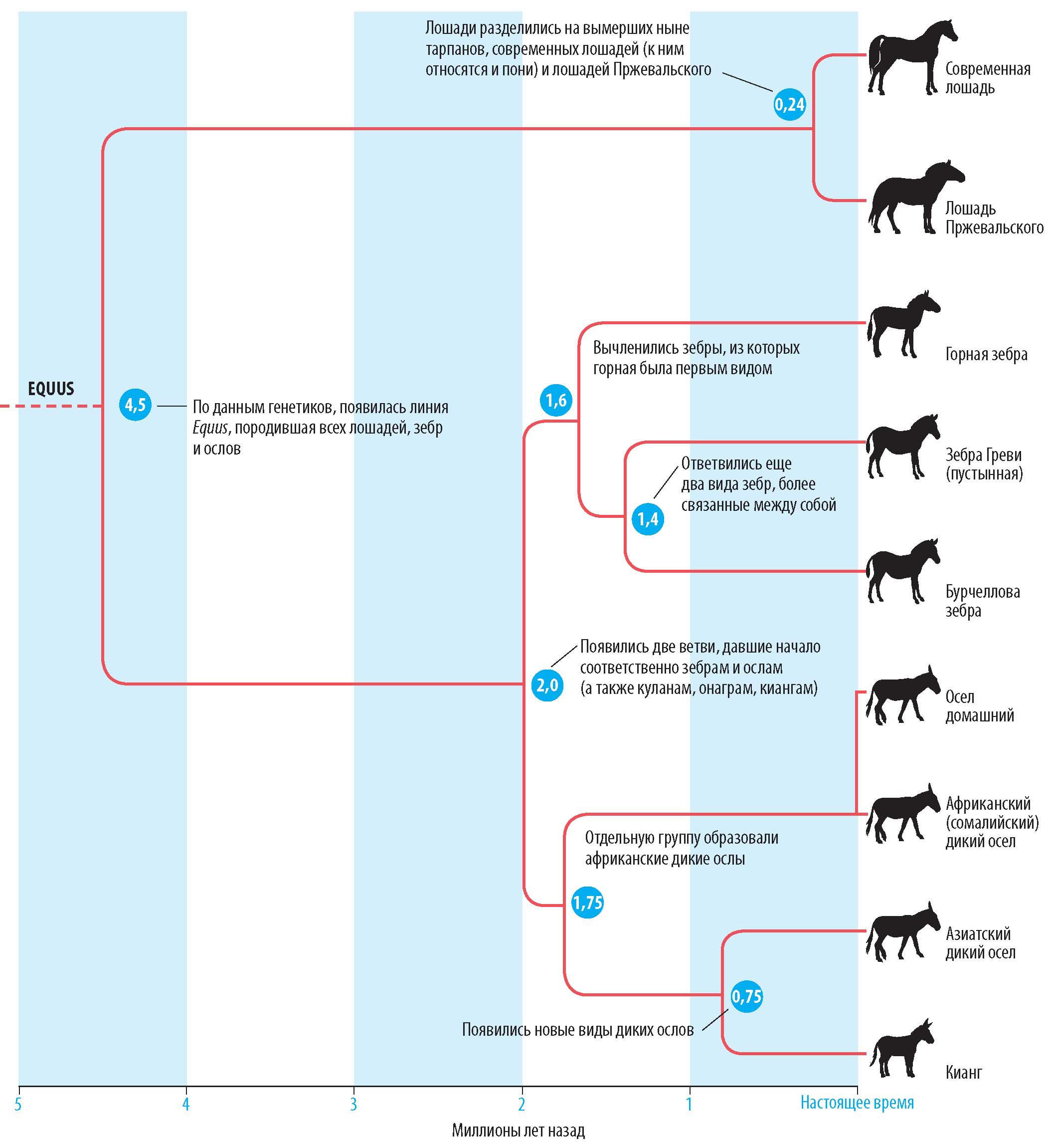 Схема показывает родственные отношения ныне живущих представителей семейства лошадиных. Ниже со схемой совмещена временная шкала (в миллионах лет назад), чтобы показать последовательность дифференциации представителей семейства лошадиных.
