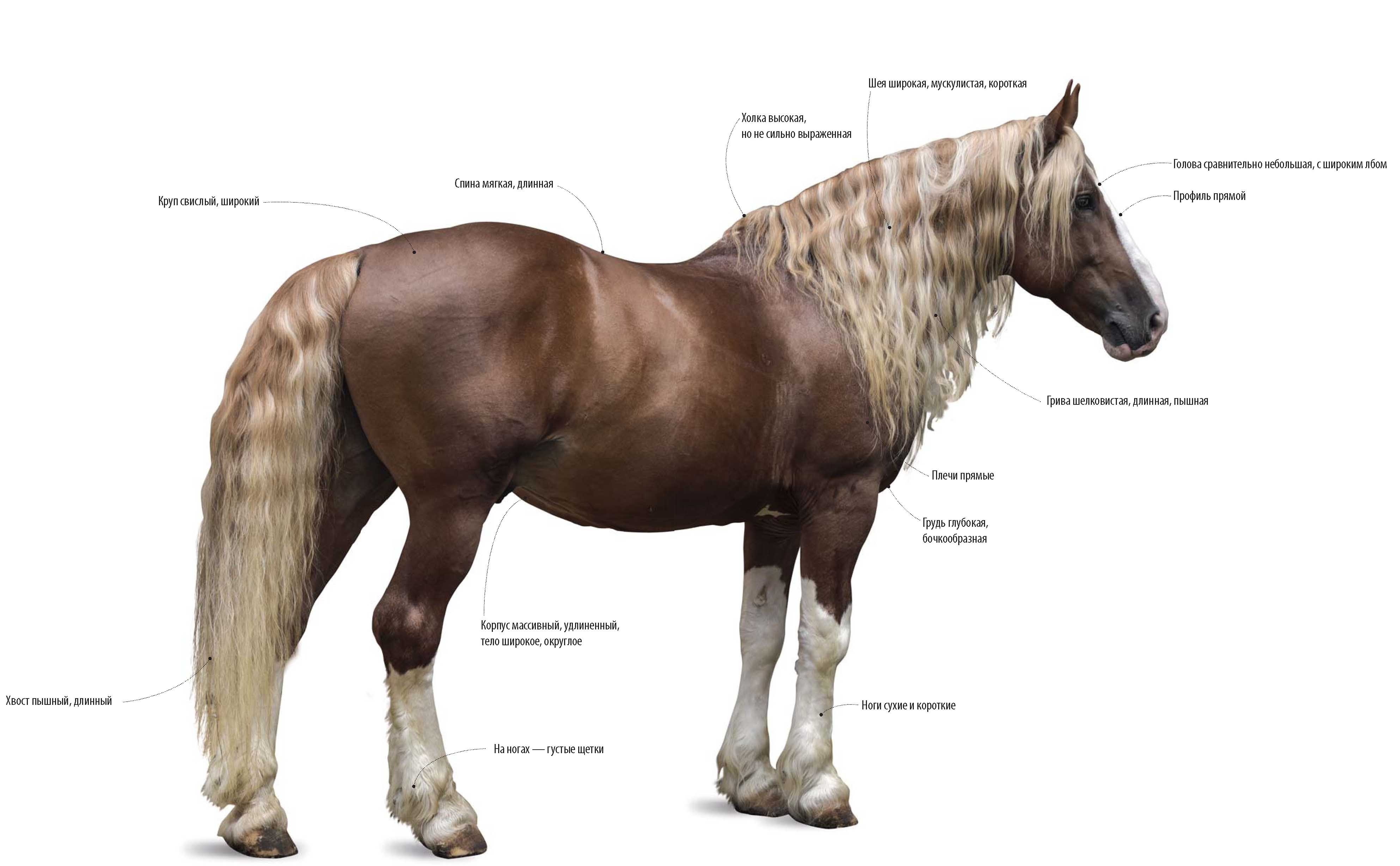 Лошадь породы русский тяжёловоз.