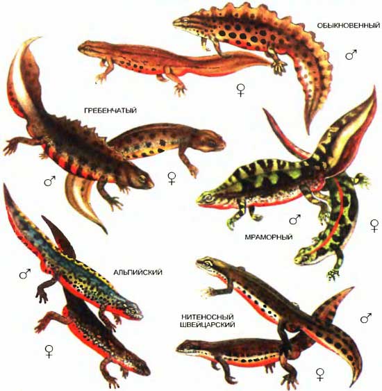 Род тритонов принадлежит к семейству саламандровых и включает в себя 12 видов земноводных, распространенных от Португалии, Южной Европы и Северной Африки до Восточной Сибири.
