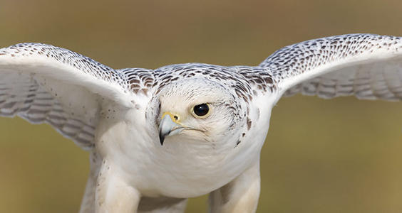 Кречет северный (Falco rusticolus).