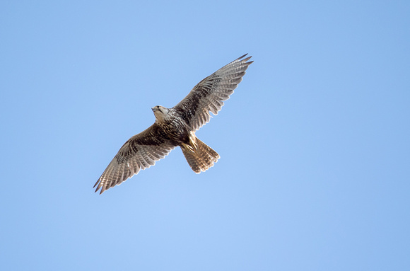 Кречет алтайский (Falco altaicus).
