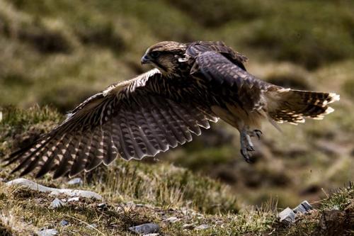 Falco cherrug - балобан.