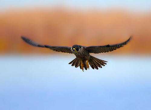Сапсан (Falco peregrinus). Рамзножение сапсанов и их образ жизни.