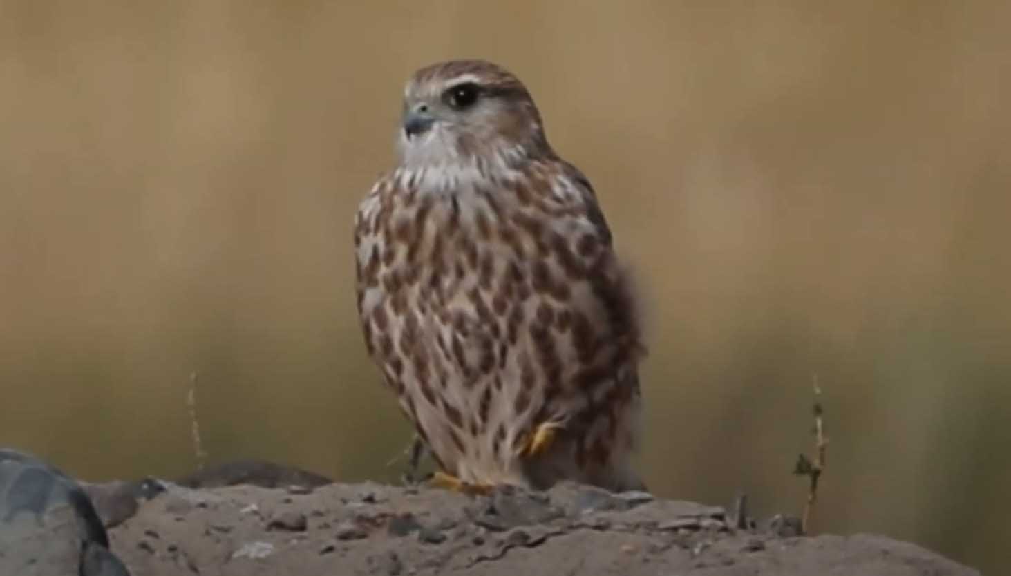 Дербники. Род Aesalon. Семейство Falconidae (соколиные).