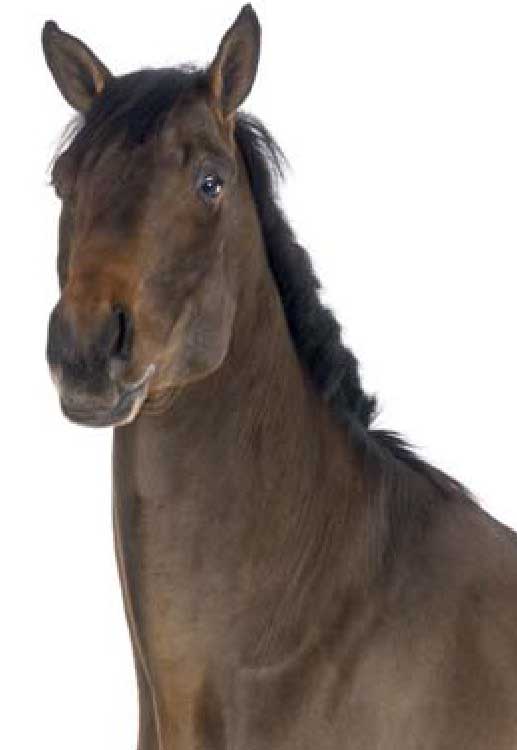 Бельгийская теплокровная порода лошади.